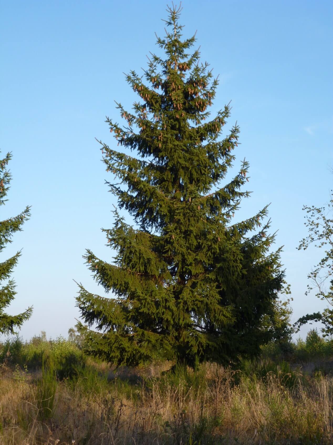 Immuniseren punt Sleutel Grote kerstboom kopen? Echte bomen (8 - 18 meter) - Stedelijk Groen bv