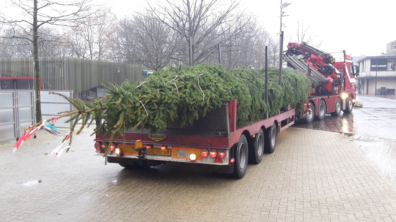 Pittig uit rand Grote kerstboom kopen? Echte bomen (8 - 18 meter) - Stedelijk Groen bv