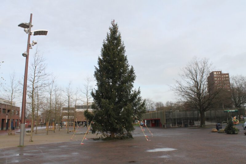 Grote Kerstboom 8 9 10 11 12 13 14 15 16 17 18 meter plaatsen stad of dorp door Stedelijk Groen bv
