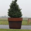 Boombakken cortenstaal - Model Arrondi - Afbeelding 2
