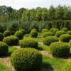 Leibomen, vormbomen en vormstruiken - Afbeelding 7