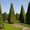 Leibomen, vormbomen en vormstruiken - Afbeelding 3