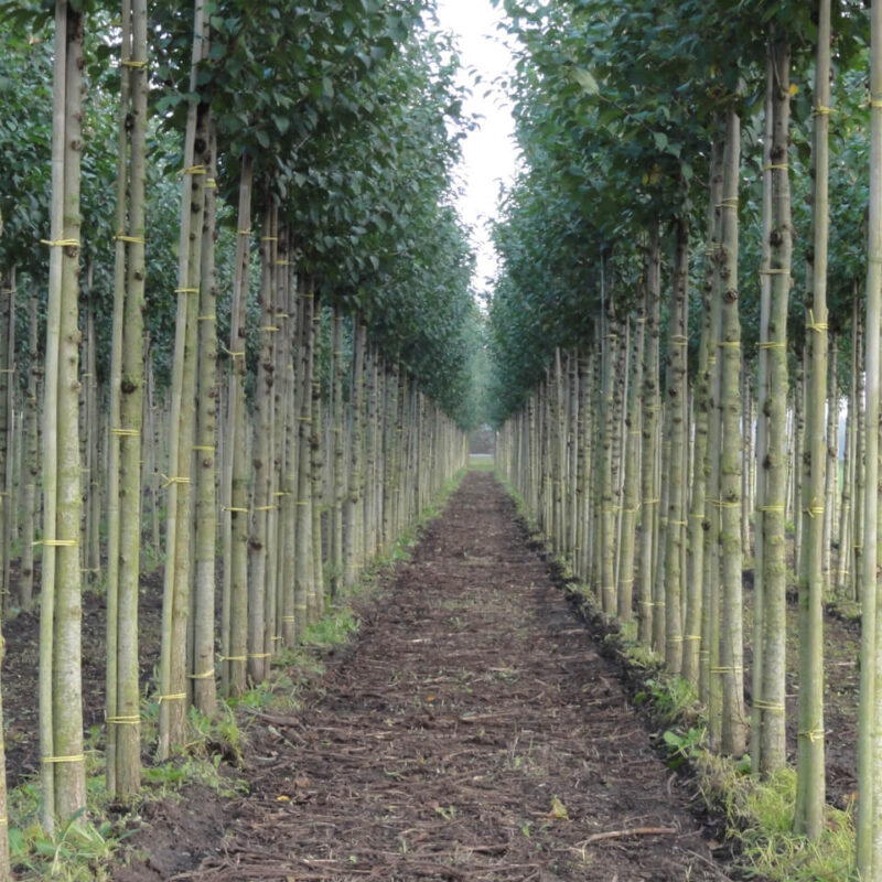 StedelijkGroen bomen heesters boomkwekerij