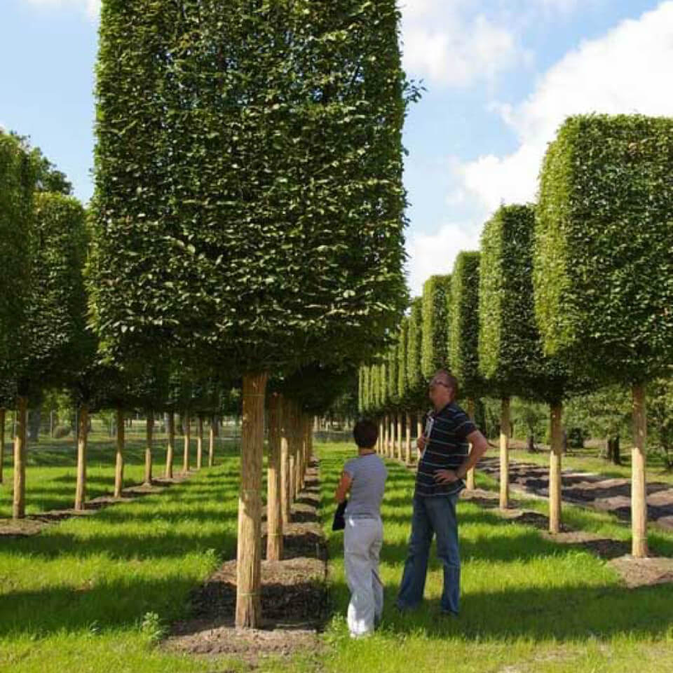 StedelijkGroen leibomen vormbomen struiken