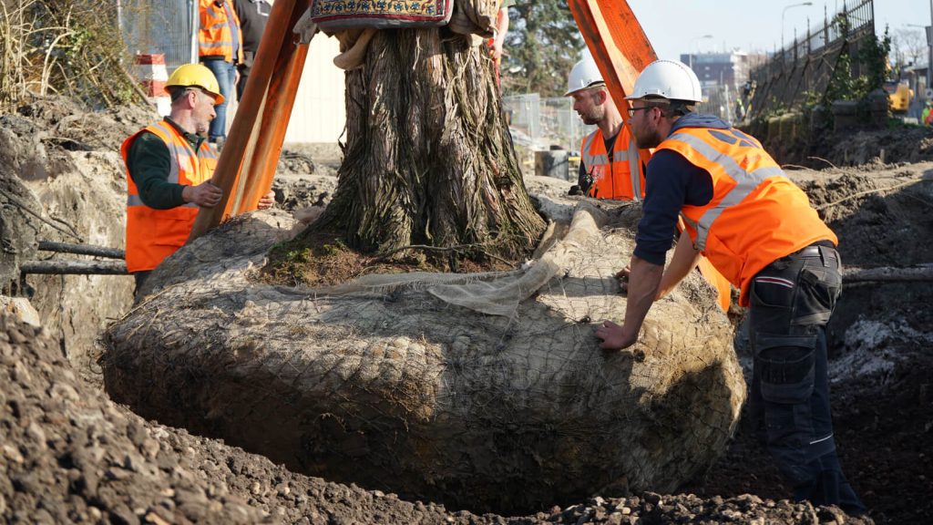 Stedelijkgroen aanplant bloemsingel metasequoia