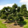 Leibomen, vormbomen en vormstruiken