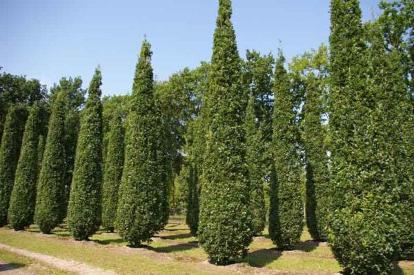Bomen en heesters - Afbeelding 4