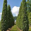 Leibomen, vormbomen en vormstruiken - Afbeelding 6