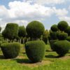 Leibomen, vormbomen en vormstruiken - Afbeelding 4