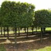 Leibomen, vormbomen en vormstruiken - Afbeelding 2