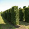 Leibomen, vormbomen en vormstruiken - Afbeelding 8