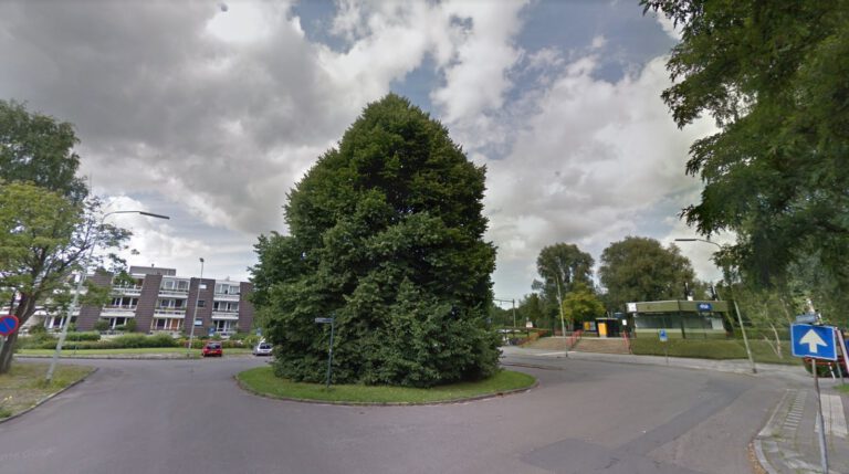 Reddingsplan Tilia cordata Haren